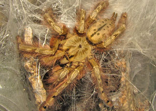 Stromatopelma calceatum